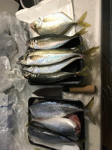 サバの釣果