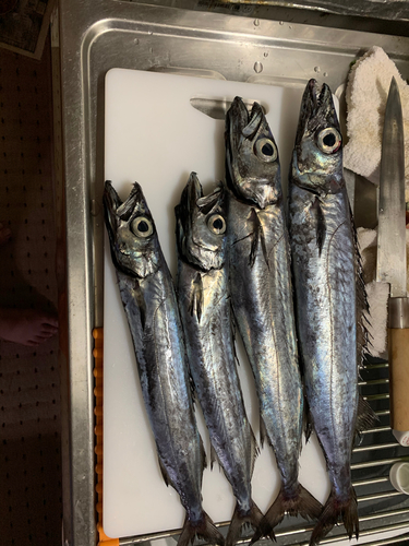 クロシビカマスの釣果