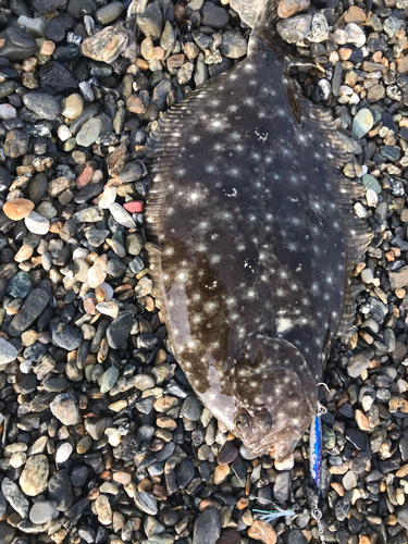 ヒラメの釣果