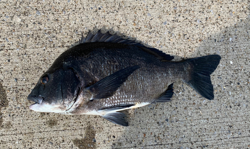 チヌの釣果