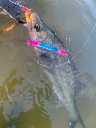 シーバスの釣果