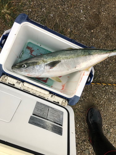 メジロの釣果