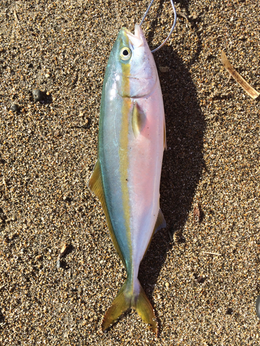 ワカシの釣果