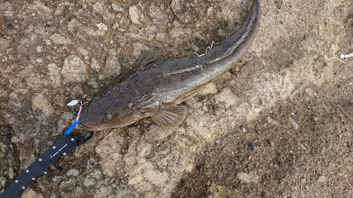 マゴチの釣果