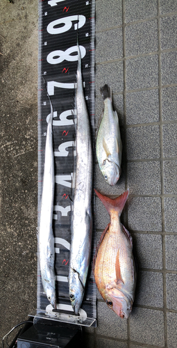 タチウオの釣果