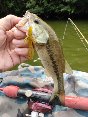 ブラックバスの釣果