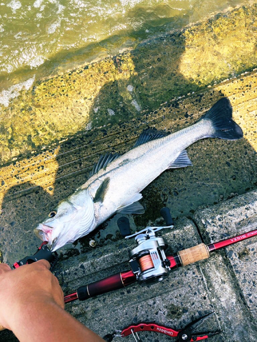 シーバスの釣果