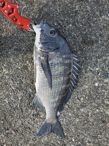 クロダイの釣果