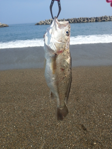 イシモチの釣果