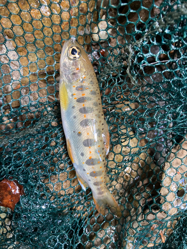 アマゴの釣果