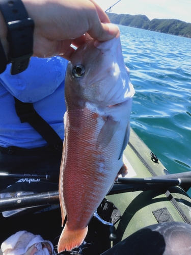 アマダイの釣果