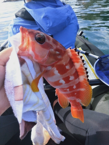 アカハタの釣果