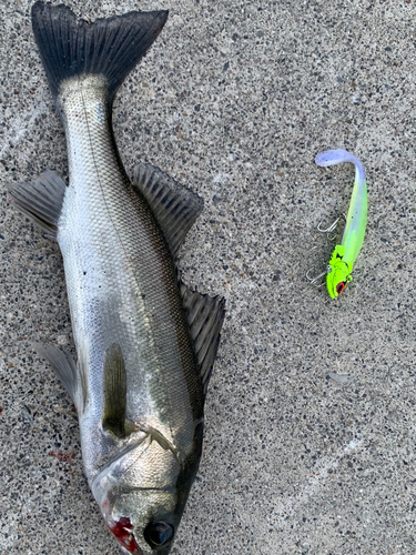 シーバスの釣果