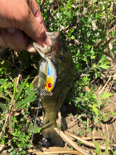 スモールマウスバスの釣果