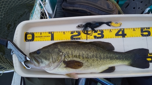 ブラックバスの釣果