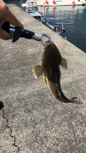 マゴチの釣果