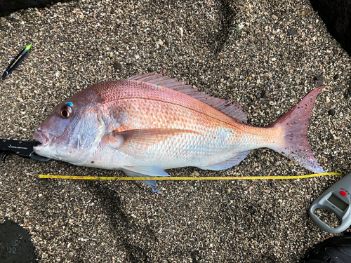 タイの釣果