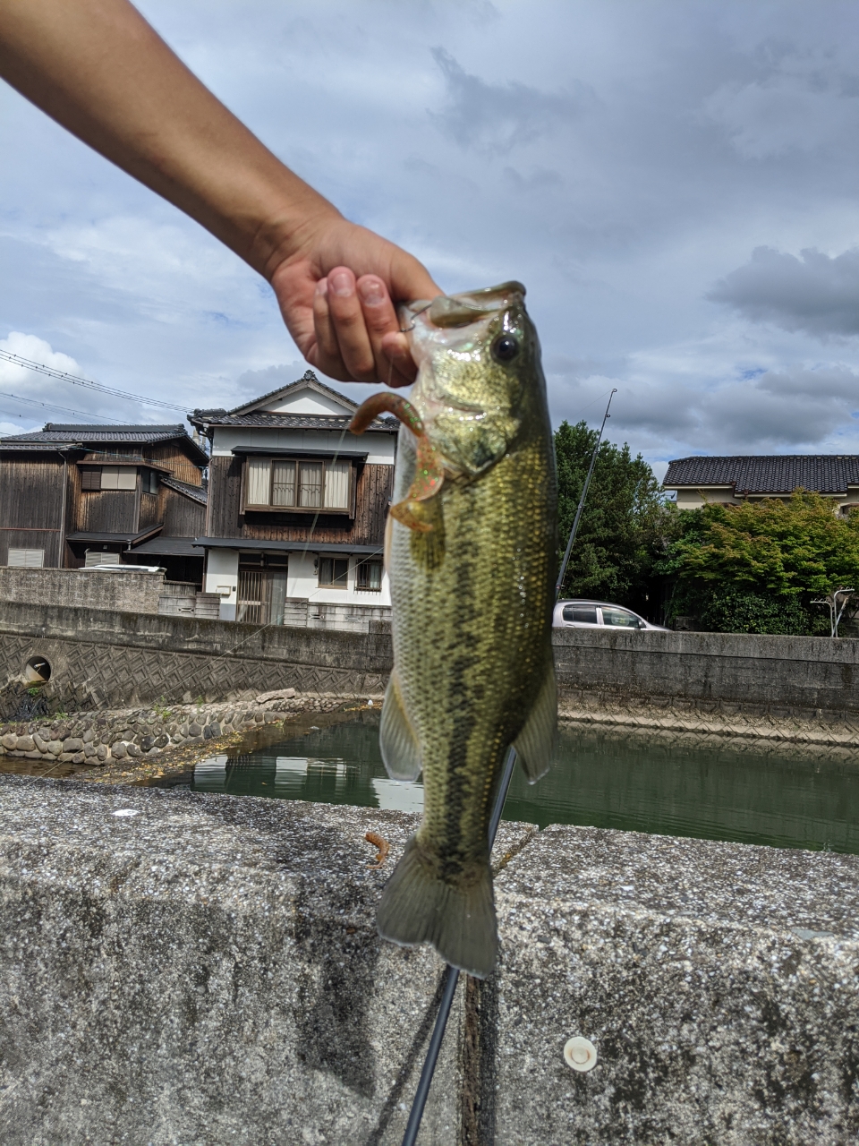 ブラックバス