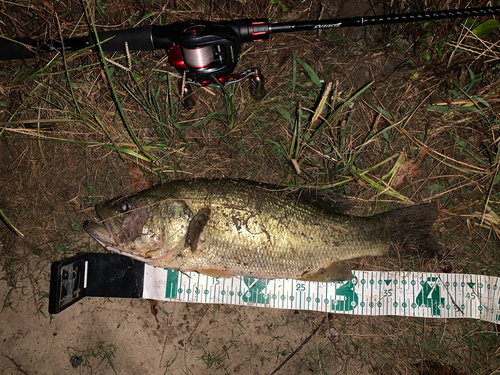 ブラックバスの釣果