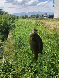 ブルーギルの釣果