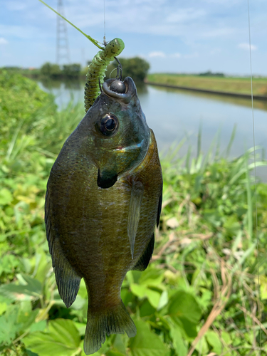 ブルーギルの釣果