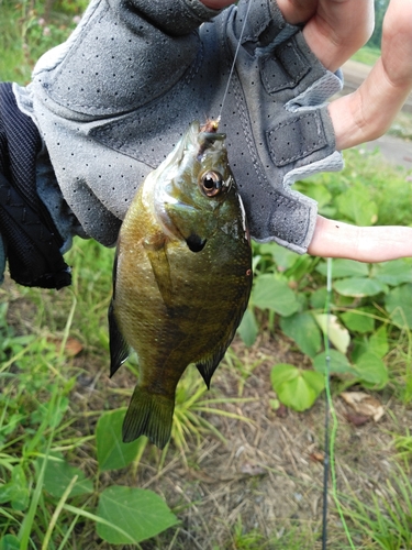 ブルーギルの釣果