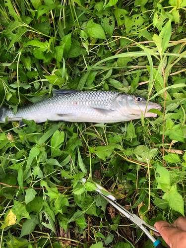 ニゴイの釣果