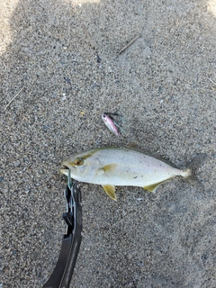 ショゴの釣果