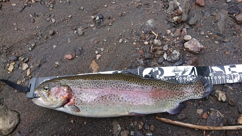 ニジマスの釣果