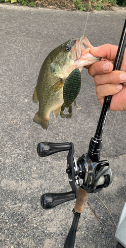 ブラックバスの釣果