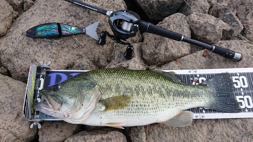 ブラックバスの釣果