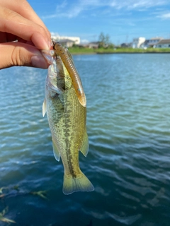 ラージマウスバスの釣果