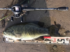 スモールマウスバスの釣果