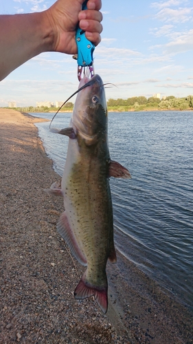 アメリカナマズの釣果