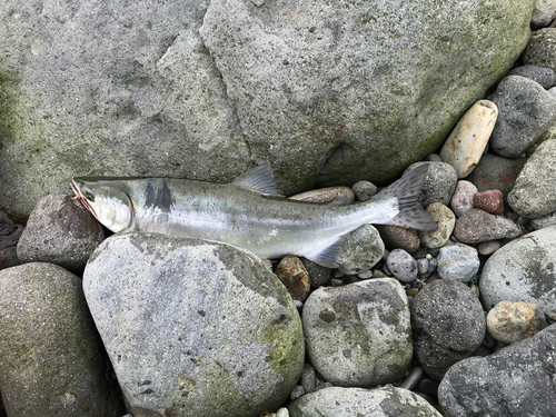 カラフトマスの釣果