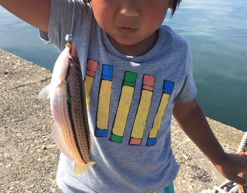 アカササノハベラの釣果