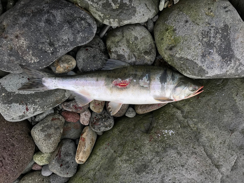 カラフトマスの釣果