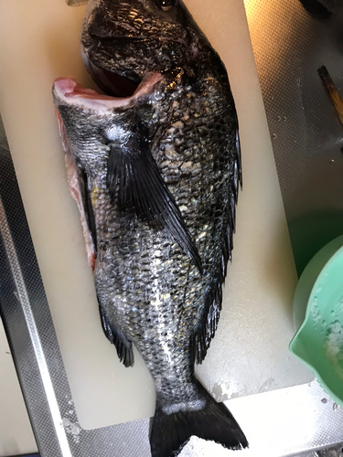 クロダイの釣果