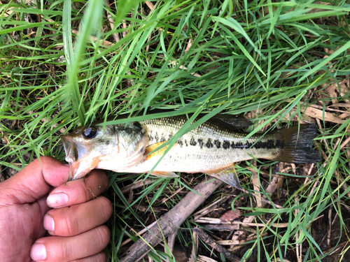 ラージマウスバスの釣果