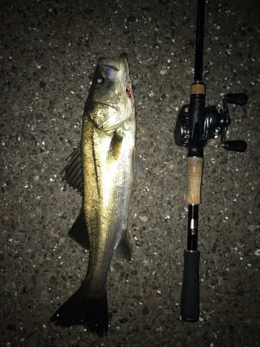 シーバスの釣果