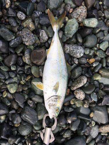 ワカシの釣果