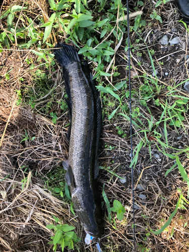 ライギョの釣果