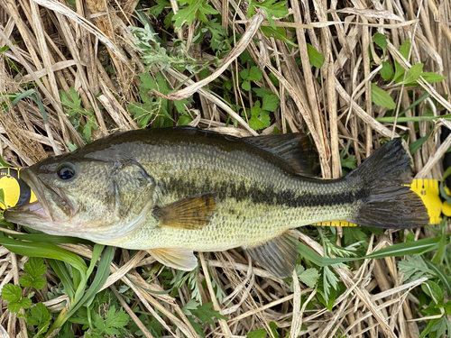 ラージマウスバスの釣果