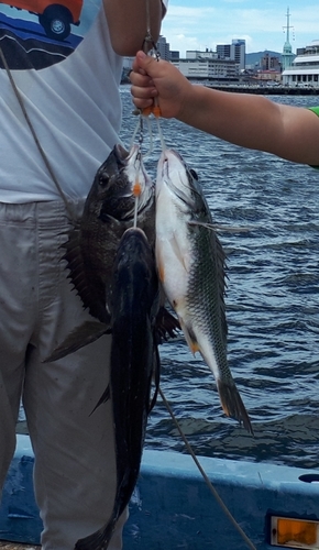 クロダイの釣果