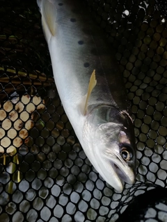 ヤマメの釣果