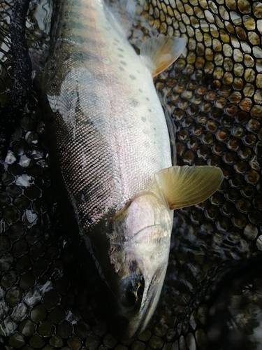 ヤマメの釣果