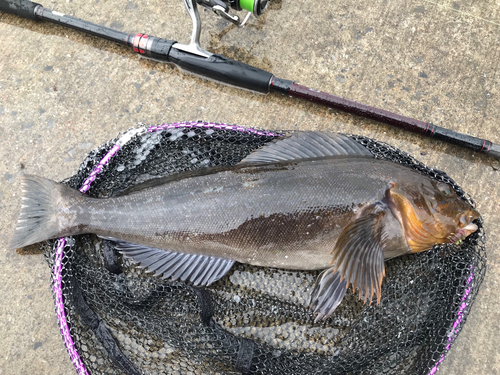 アイナメの釣果