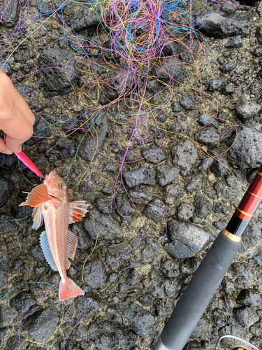 カナガシラの釣果