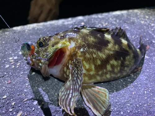 カサゴの釣果