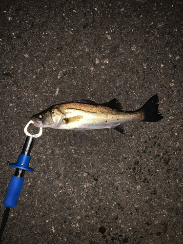 セイゴ（マルスズキ）の釣果